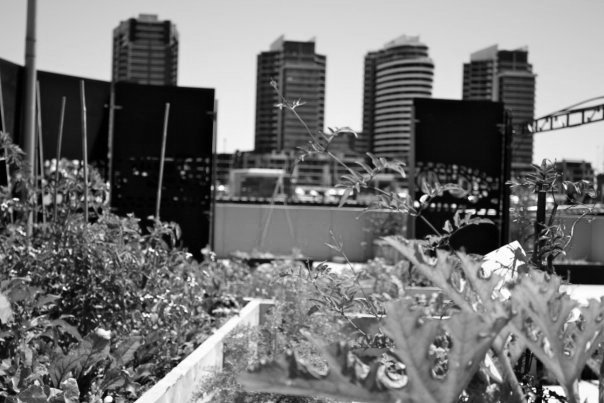 Melbourne Community Garden Activation | Urban Reforestation
